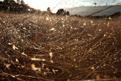Ojai Meadows Preserve