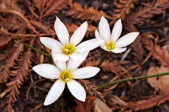 Bloodroot flowers in redwood neeles