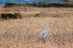 White Heron at San Simeon