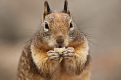 Well fed ground squirrel