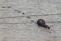 Snail's Pace