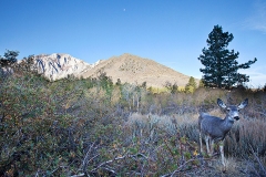 Mule Deer Begs for Food Before Winter