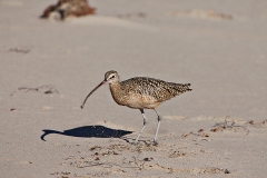 Long-Billed Curlew gets its crab.