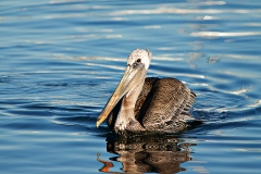 Peaceful Pelican