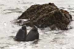 Young Male California Sea Lions