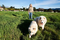 Teri Buckner, an animal shelter volunteer, takes her dogs Rocky, a large Samoa and Tuesday, an American Eskimo, for a walk in Ojai, Calif., on Sunday, February 3, 2013. An animal love, Buckner has adopted six dogs from the shlter. (Photo by Victoria Linssen © 2013)