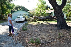 Scorched heat downs protected oak trees.