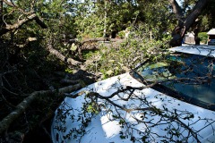Scorched heat downs protected oak trees.