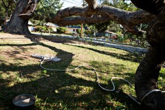Scorched heat downs protected oak trees.
