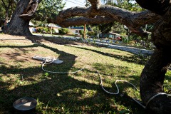 Scorched heat downs protected oak trees.