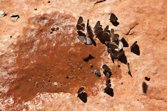 Wet Beaver Creek Trail, Sedona AZ