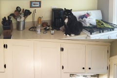 Cabinets-Before-After-2