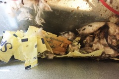 The Oven Debacle 12