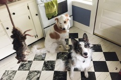 The Oven Debacle 3