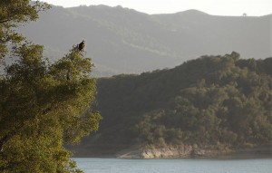 Bald eagle hunts for prey at sunset on Lake Casitas