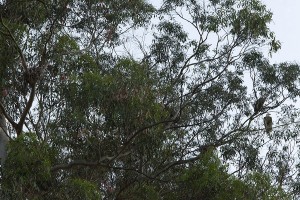 Bald eagle couple watches over their nest